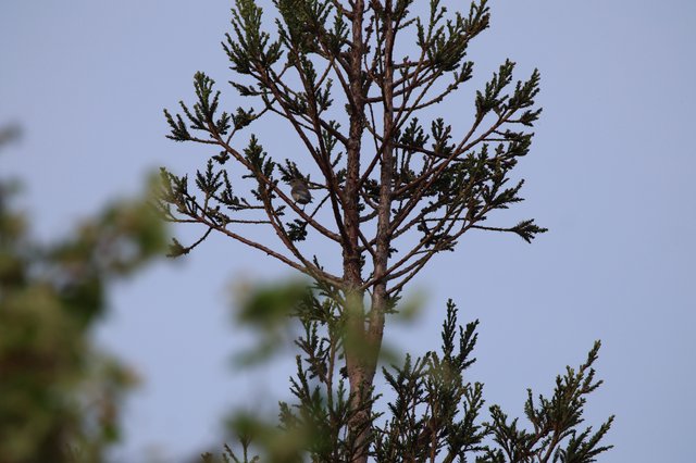 Small Bird Perched in Sparse Conifer Tree