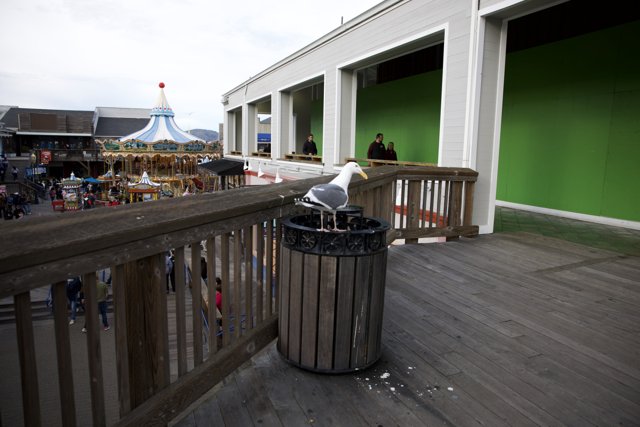 Seagull's Moment on the Boardwalk