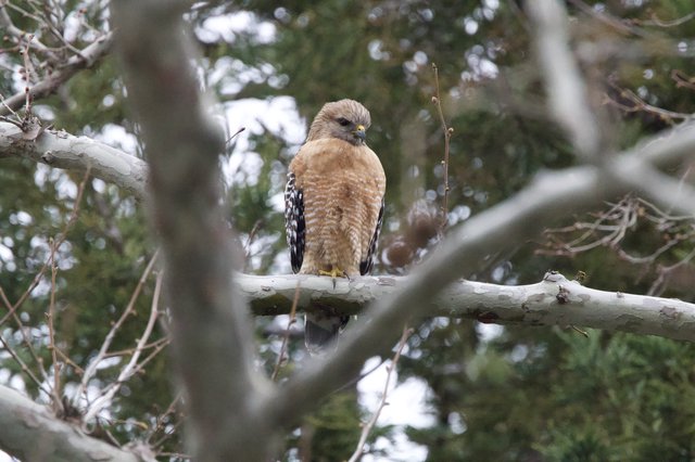 Red-shouldered Hawk Perched on Winter Branch