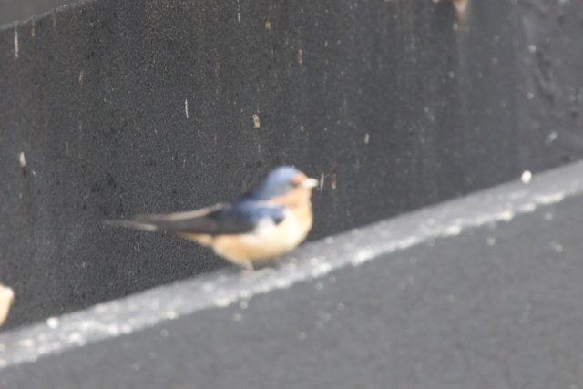Feathered Serenity
