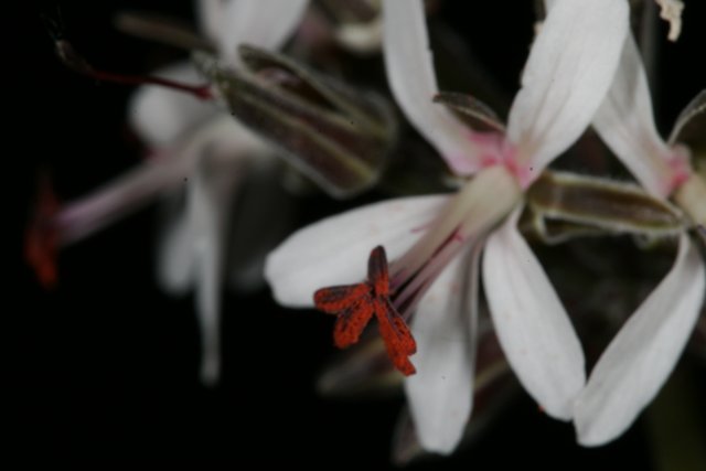 Red and White Petals in Bloom