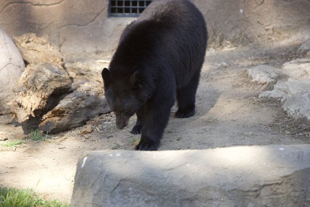 Captivating Stroll of the Black Bear