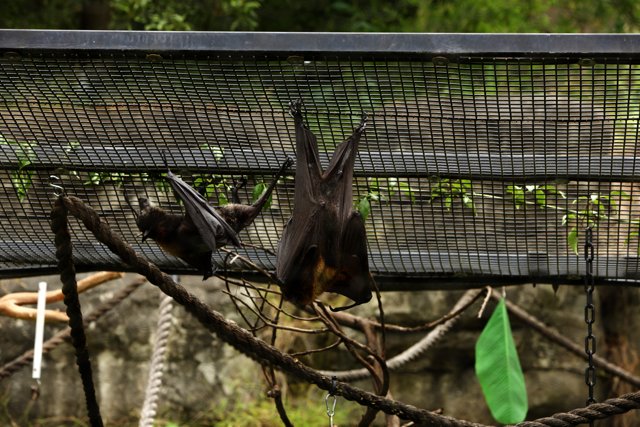 Bats in Repose
