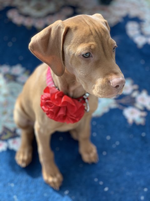 Puppy Love with a Cute Red Bow