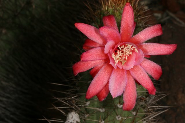 Pink Blossom on Prickly Friend
