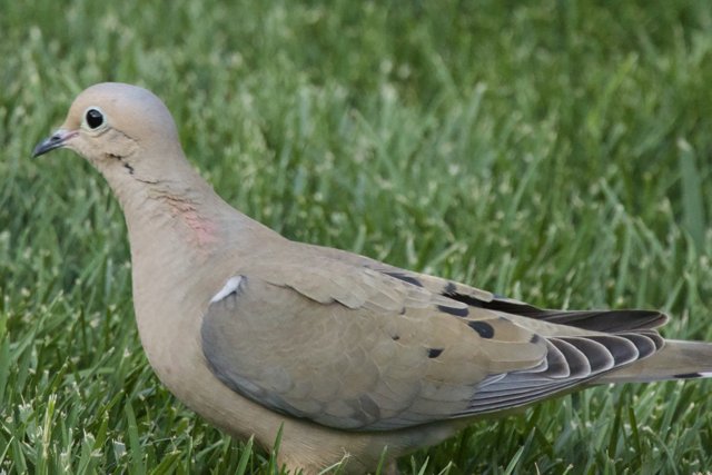 Serene Moment in the Grass
