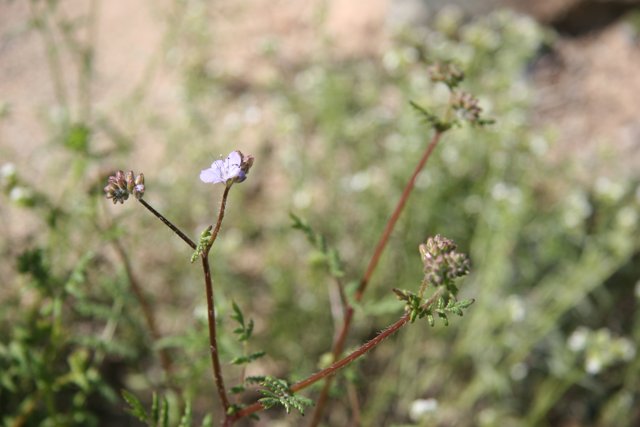 A lone Geranium flower in the field