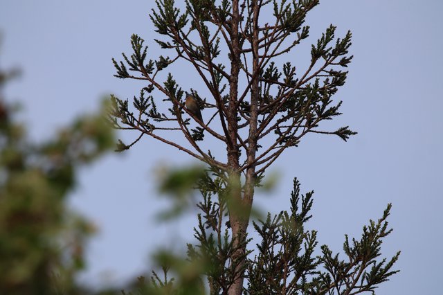 Cedar Waxwing Perched on Sparse Conifer Branch