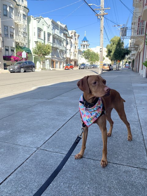 Colorful Canine on City Street