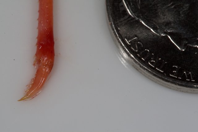 The Curious Case of the Red Worm and the Quarter