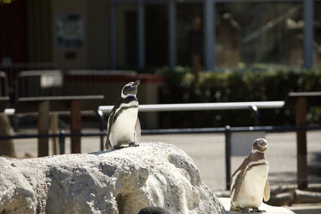 Penguins on Parade at San Francisco Zoo