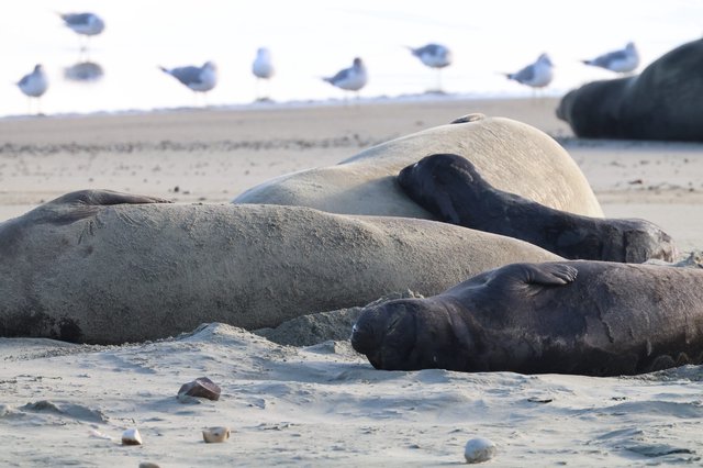 Elephant Seals Resting on Drakes Beach Sand