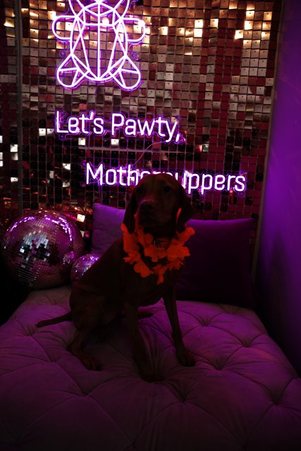 Neon Dreams with a Furry Friend