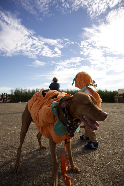 Canine Carnival on the Country Roads of Halfmoon Bay