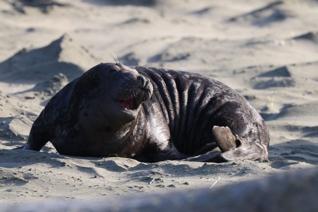 Elephant Seal Pup Resting on Drakes Beach