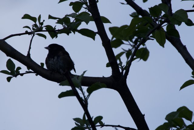Peaceful Perch