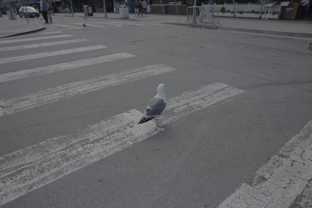 Seagull Crossing