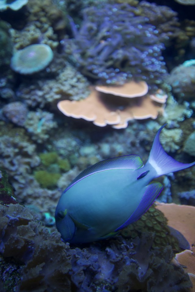Vibrant Blue Tang Fish Swimming Among Coral Reef
