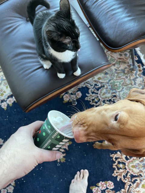 Furry friends curious about cup