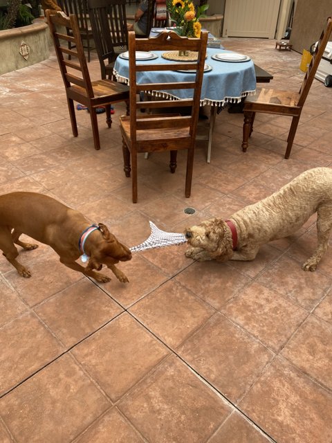 Playing Pups on the Patio