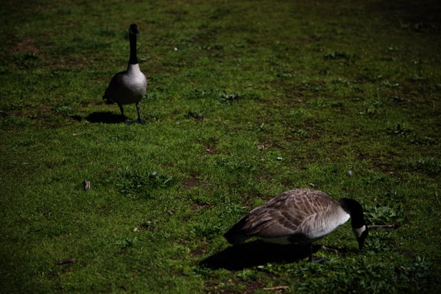 Geese at Marin Headlands