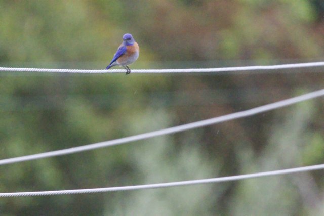 Serenity in Blue