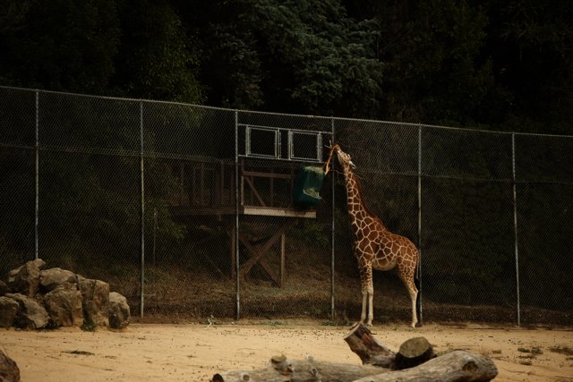 Magnificent Giraffe at the Oakland Zoo