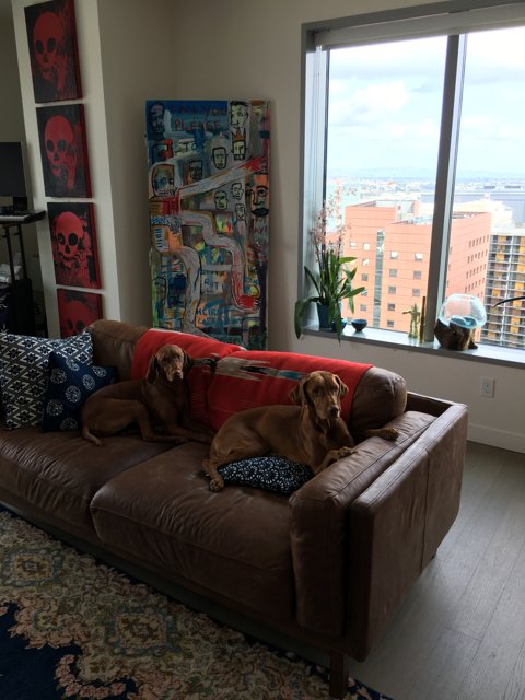 Two Dogs Relaxing on a Cozy Living Room Couch