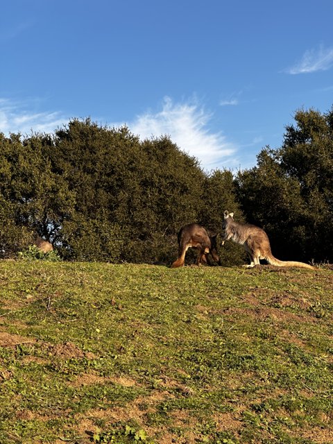 Kangaroos in the California Countryside