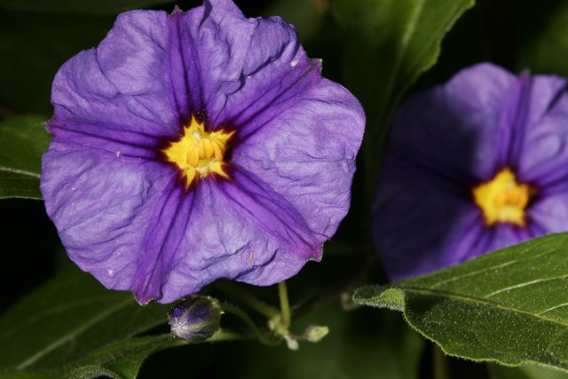 Vibrant Purple Geraniums