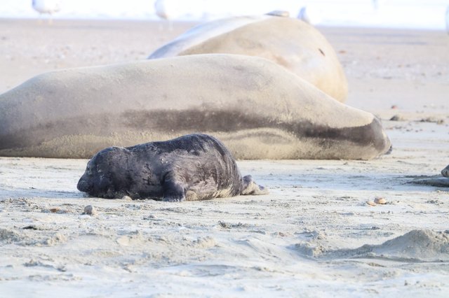 Newborn Elephant Seal Pup Resting Beside Mother on Beach