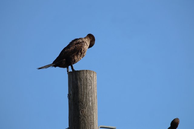 Cormorant Preening on Weathered Wooden Post at Dusk