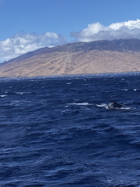 Humpback Whale Swims by Majestic Mountain