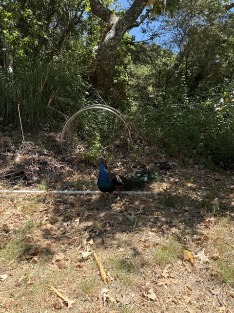 Peacock's Paradise