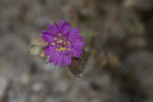 Purple Geranium Splendor