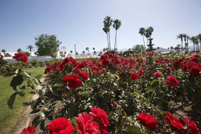Blooming Red Roses at Coachella Valley Music Fest