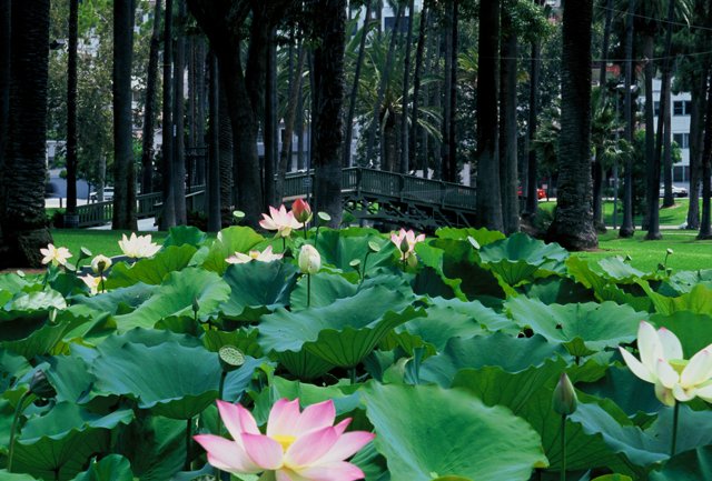 Tranquil Lotus Pond