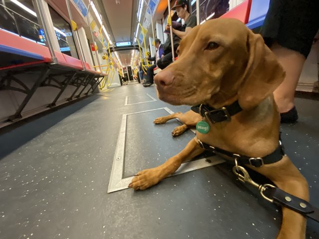 A Vizsla on the Subway