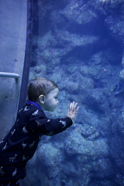 Childlike Wonder: Aquarium Adventures