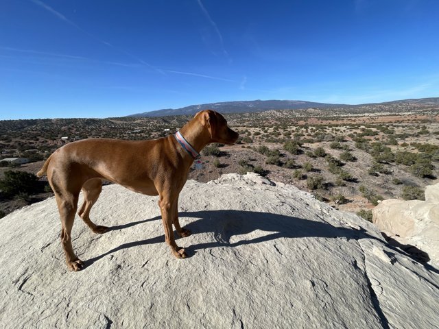Desert Pooch Poses on Peak