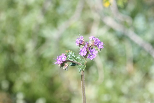A Close-up of a Purple Geranium