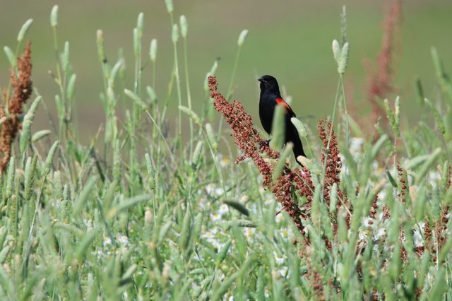 Tricolored Blackbird Perched Among Wildflower Grasses