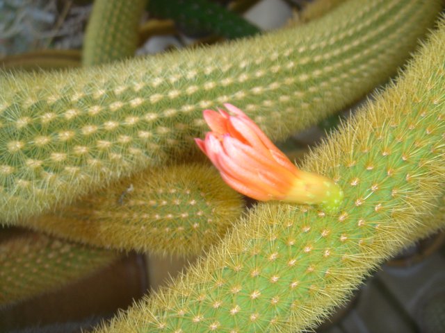 A Cactus in Bloom