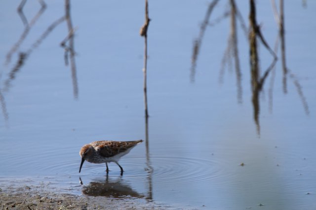Dunlin Foraging in Shallow Wetland Waters