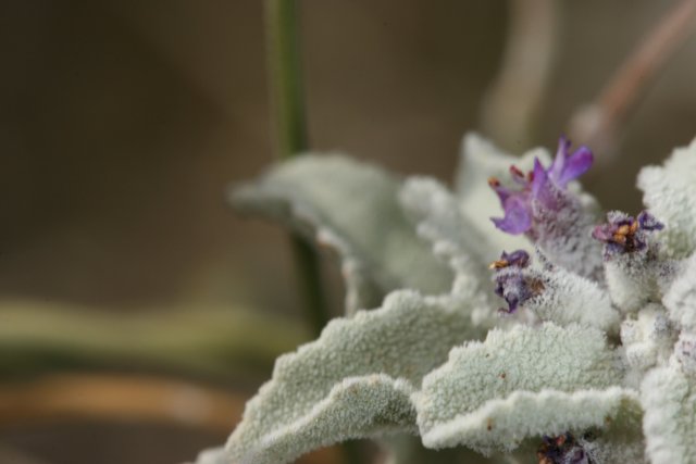 Purple Geranium in Frosty Weather