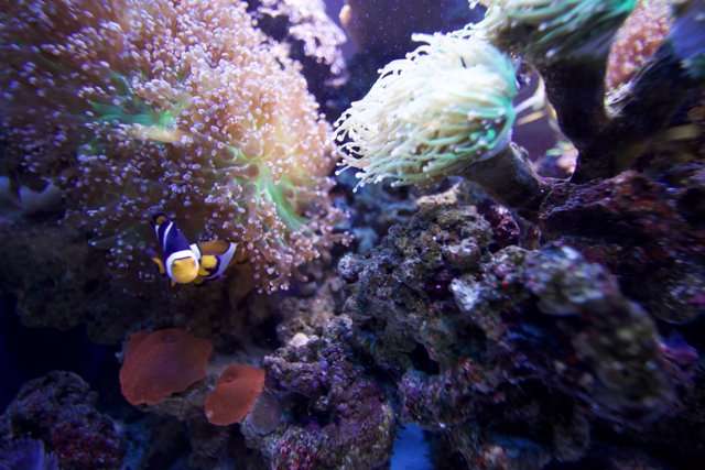 Colorful Community Underwater