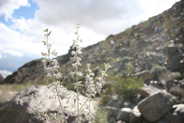 Wildflowers in the Desert Scene