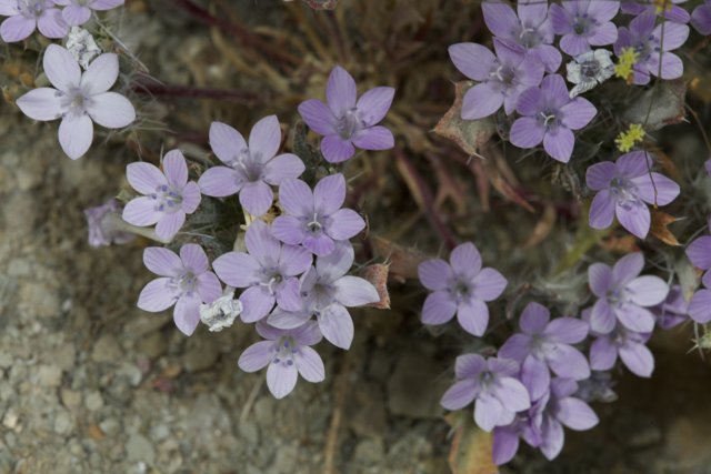 Purple Geraniums in Bloom