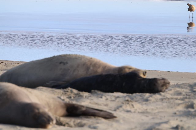 Elephant Seals Resting at Drakes Beach Shore