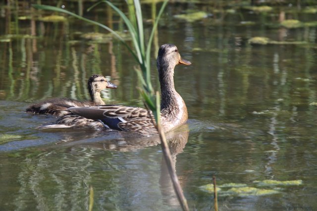 Female Mallard Ducks Swimming in Wetland Pond